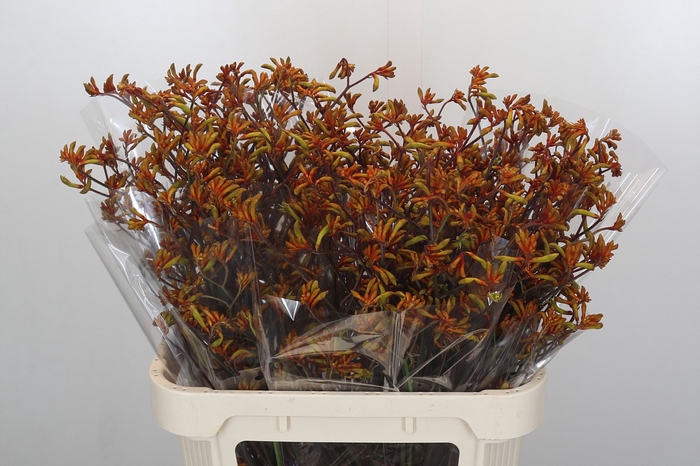 Anigozanthos Bush Sunset