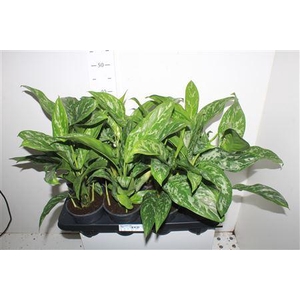 Ag Kl Green Lady