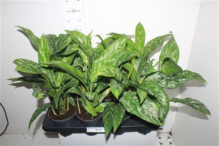 <h4>Ag Kl Green Lady</h4>