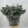 EUC. CINEREA AIR 300GR