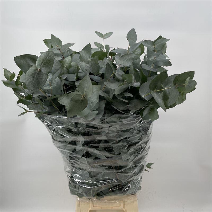 EUC. CINEREA AIR 300GR