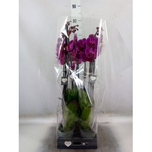 Phalaenopsis  'Ant Stellenbosch'