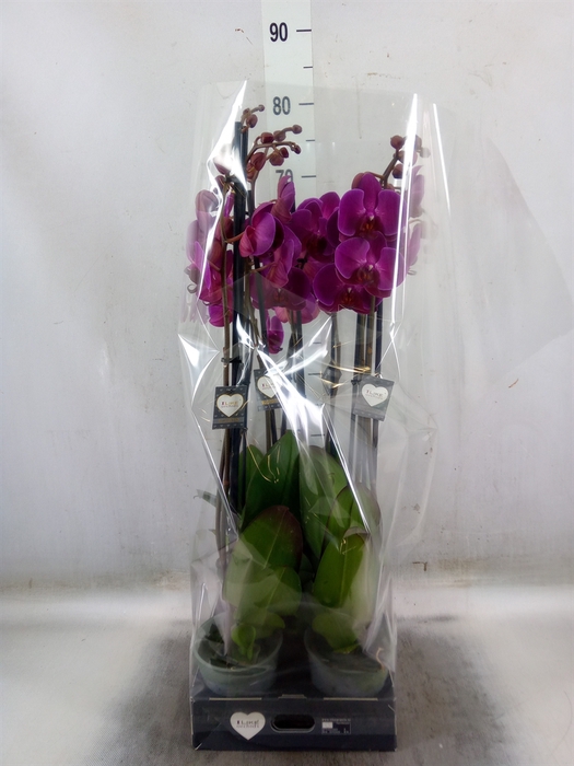 <h4>Phalaenopsis  'Ant Stellenbosch'</h4>