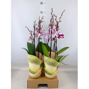 Phalaenopsis  'Ant Barcelona'