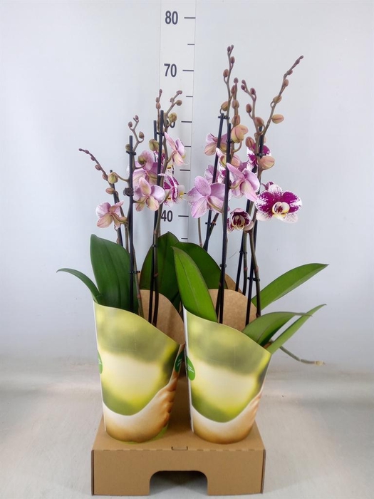 <h4>Phalaenopsis  'Ant Barcelona'</h4>
