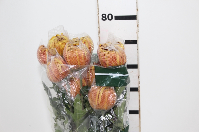 <h4>ANASTASIA DARK FUEGO 080 CM</h4>