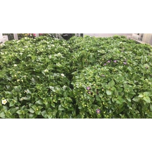 EXACUM OV