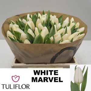 TU EN WHITE MARVEL