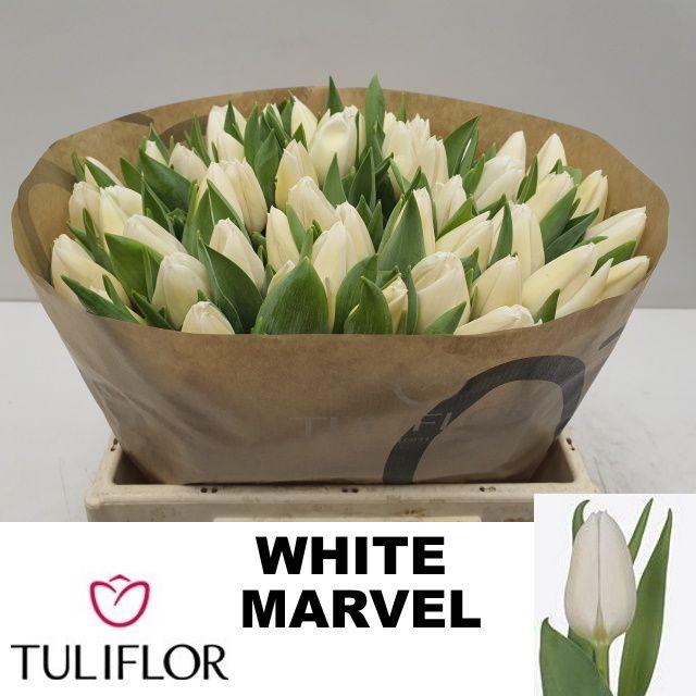 <h4>TU EN WHITE MARVEL</h4>
