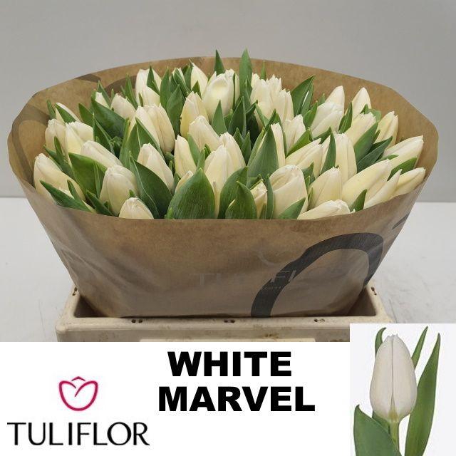 <h4>TU EN WHITE MARVEL</h4>