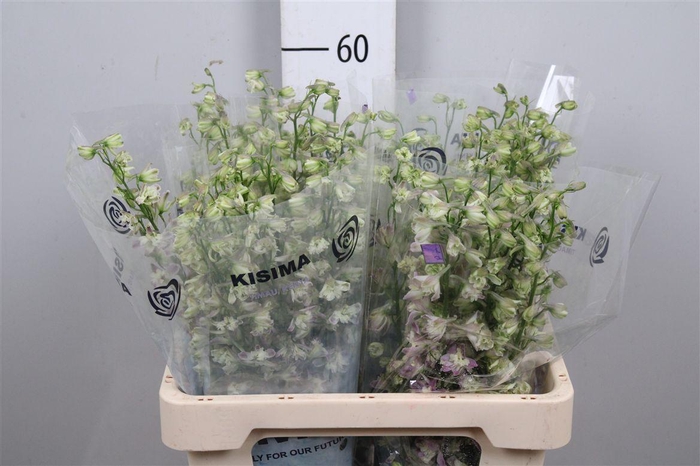 <h4>Delph En Trick Pink</h4>