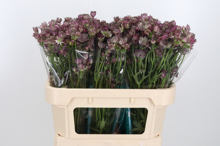 <h4>Astrantia Star Of Africa</h4>