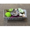 Succulent arrangement in 20 cm 'Terracotta Schaal'