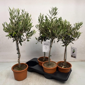 OLEA EUROPAEA