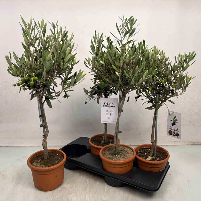 <h4>OLEA EUROPAEA</h4>