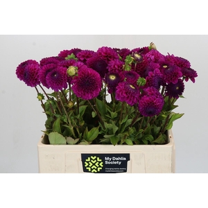 Dahlia Cryfield Harmony
