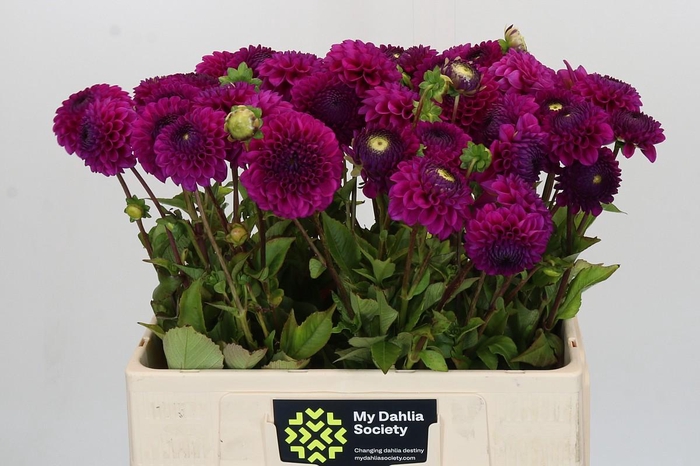 <h4>Dahlia Cryfield Harmony</h4>
