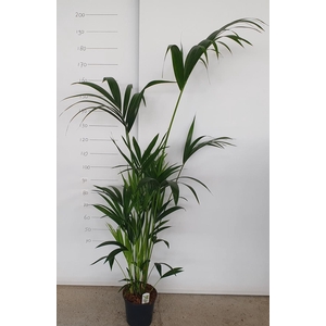 HOWEA FORSTERIANA