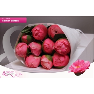 Paeonia Salmon Chiffon