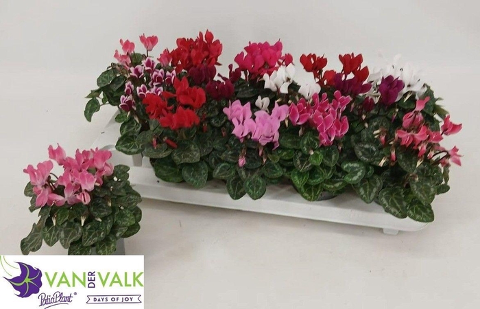 <h4>CYCL KL METIS</h4>