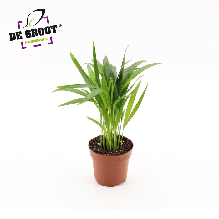<h4>Areca dypsis</h4>