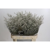 Limonium ov Misty White