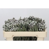 Kaaps Groen Silver Brunia
