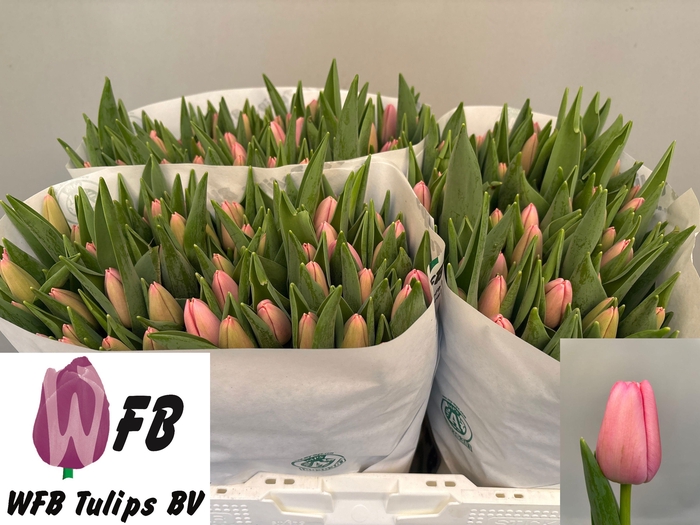 <h4>TU EN TRESOR</h4>