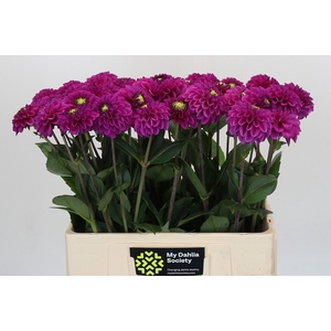Dahlia Purple Fox