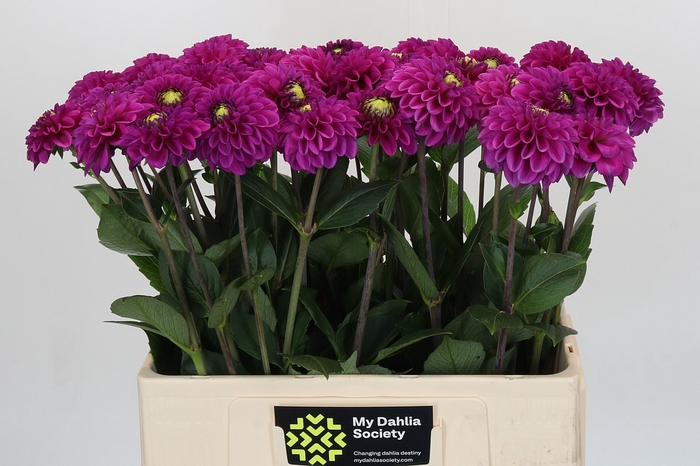 Dahlia Purple Fox