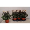 Dahl Garden White