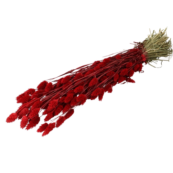 <h4>Dried flowers Phalaris 70cm</h4>