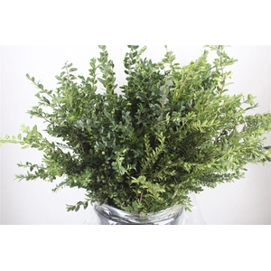 Buxus Green P Bunch