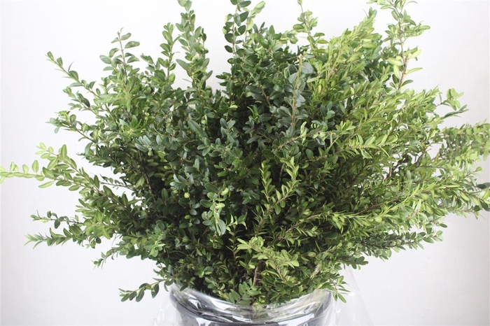 <h4>Buxus Green P Bunch</h4>