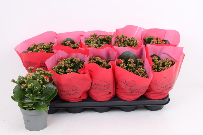 <h4>KAL GE RF NOELLE</h4>