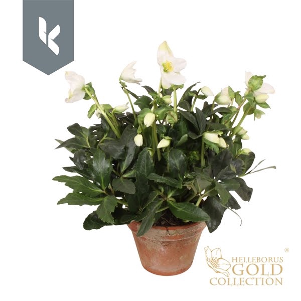 <h4>HGC Helleborus Jerry in stenen pot</h4>