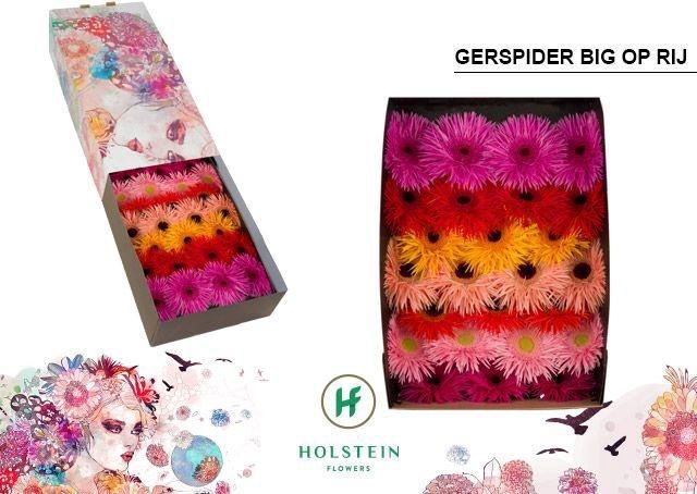 <h4>GE GS GERSP GEM RIJ</h4>