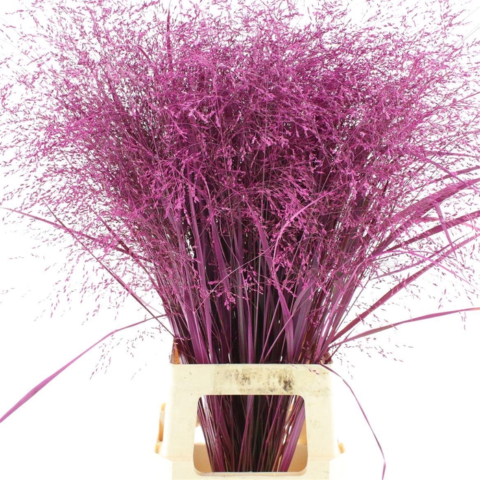 <h4>Siergras Klb Cerise</h4>