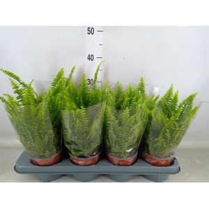 Nephrolepis exal. 'Green Lady'
