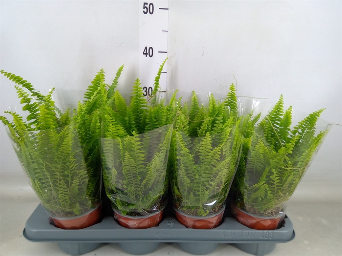 <h4>Nephrolepis exal. 'Green Lady'</h4>