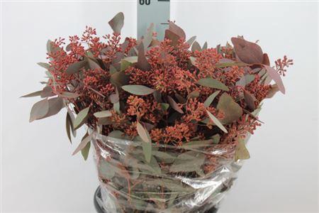 <h4>Euca Populus Bes Klb Rood Kort 180 Gram</h4>