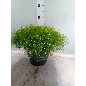 Gypsophila muralis 'Fleur White'