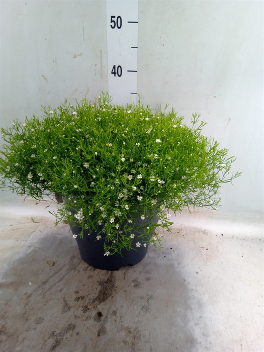 <h4>Gypsophila muralis 'Fleur White'</h4>