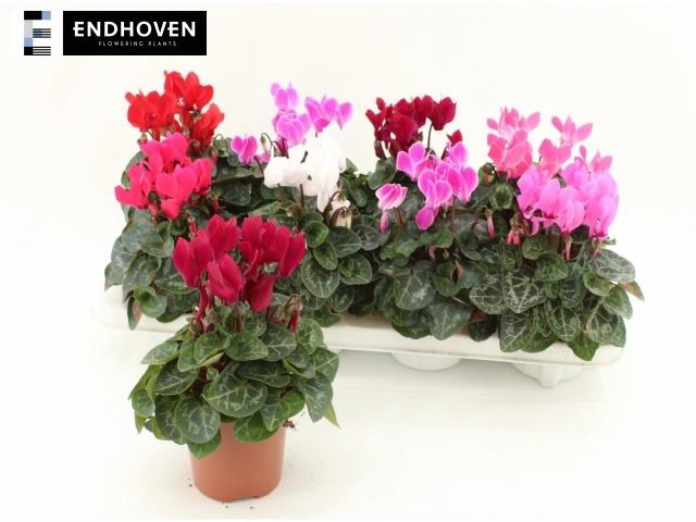 <h4>CYCL KL SUP WINTER</h4>