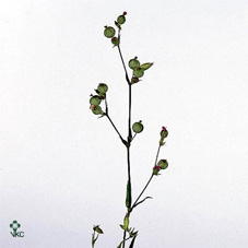 SILENE C BALLETJE-BAL P BUNCH