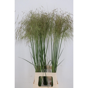 STIPA GIGANTEA GOLD