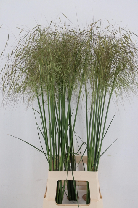 <h4>STIPA GIGANTEA GOLD</h4>