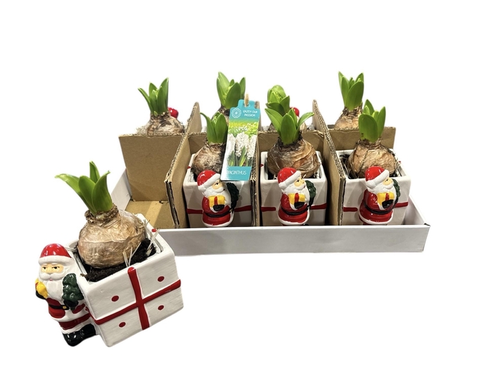 <h4>ARR HYACINTH</h4>