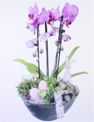 <h4>6175 PURPLE BLUE GLAS</h4>