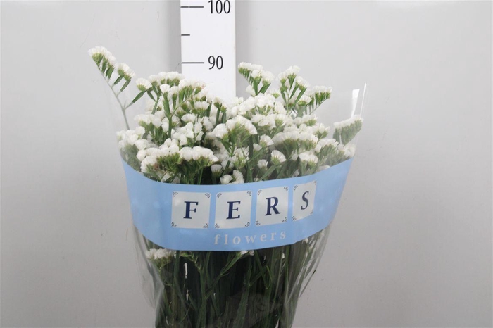 <h4>Lim S Pretty Wing</h4>